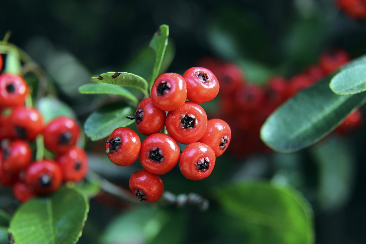 顶级运动员 顶级运动员